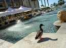 Hotel Duck
