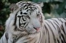 Bengali White Tiger