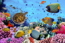Coral Reef with fishes and Sea Turtle